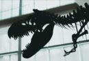 dinozorlar-cagi’nda-yasamis-dev-deniz-surungeni-turu-kesfedildi